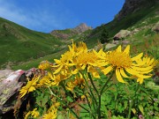 Pizzo dei Tre Signori (2554 m) dalla Val d’Inferno fiorita-24lu24 - fotogallery